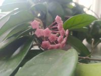 Лот: 20837783. Фото: 5. Хоя