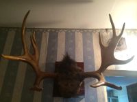 Лот: 8802417. Фото: 2. Рога. Охота