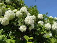 Лот: 25516651. Фото: 17. дача , посёлок Снежница Радужная...