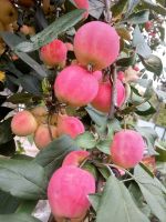 Лот: 16485020. Фото: 3. Наивкуснейшие ранетки "Красноярский... Красноярск