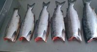 Лот: 16549116. Фото: 2. Рыба Нерка ПБГ морепродукты свежемороженные. Продукты