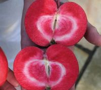 Лот: 15916047. Фото: 2. Саженец яблони «красномясой». Семена, рассада, садовые растения