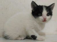 Лот: 11890006. Фото: 2. Отдам двух котят мальчиков бело-черный... Животные и уход