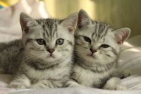 Лот: 11079250. Фото: 2. Британские котята. Животные и уход