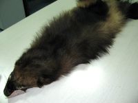 Лот: 5266530. Фото: 3. Шкура росомахи. Туризм, охота, рыбалка, самооборона