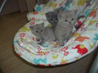 Лот: 4949523. Фото: 2. Британские котята. Животные и уход