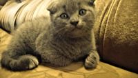 Лот: 4103224. Фото: 4. Шотландская(британская) вислоухая... Красноярск