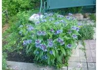 Лот: 9667913. Фото: 2. василек горный многолетний синий... Семена, рассада, садовые растения