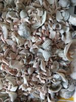 Лот: 8226762. Фото: 3. Ракушечник в аквариум. Растения и животные