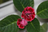 Лот: 3123527. Фото: 2. Глоксиния 10. Комнатные растения и уход