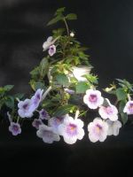 Лот: 3427063. Фото: 2. Ахименес "Ambroise Verschaffelt... Комнатные растения и уход