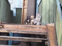 Лот: 15051550. Фото: 3. Отдам таксу 3месяца. Растения и животные