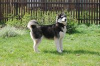 Лот: 2074973. Фото: 2. Щенки хаски!. Животные и уход