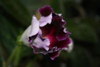 Лот: 4433084. Фото: 3. Глоксиния фиолетовая простая 5... Растения и животные