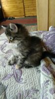 Лот: 9728240. Фото: 4. Отдам котёнка. Красноярск