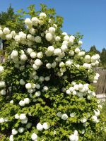 Лот: 23305273. Фото: 4. Земельный участок СНТ Акварель. Красноярск