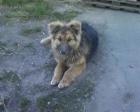 Лот: 1868720. Фото: 2. Здоровый пес бесплатно, в добрые... Животные и уход