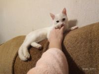 Лот: 15168681. Фото: 4. Белый нежный котенок. Красноярск