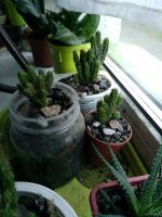 Лот: 19452487. Фото: 2. Кактус Цереус. Комнатные растения и уход