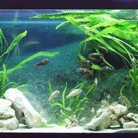 Лот: 15755256. Фото: 6. Криптокорина Апоногетонолистная...