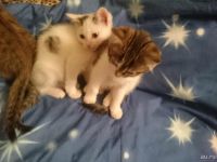 Лот: 4924879. Фото: 6. Котята