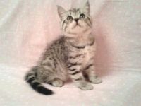 Лот: 8925368. Фото: 3. Британский котёнок ( девочка). Растения и животные