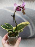 Лот: 13218619. Фото: 3. Орхидея с вариегатными листьями. Растения и животные