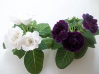 Лот: 4955024. Фото: 4. Глоксиния Silvana Violet! Обильноцветущий... Красноярск