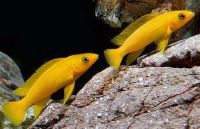Лот: 16218747. Фото: 3. Лампрологус апельсиновый (Neolamprologus... Растения и животные