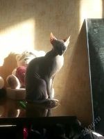 Лот: 5453004. Фото: 7. Котятенок Канадского сфинкса