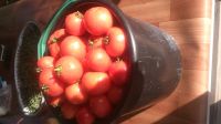Лот: 12075821. Фото: 2. Помидоры, томаты на консервацию... Продукты