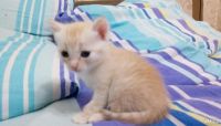 Лот: 10766752. Фото: 3. Отдам котят родились 18.11.17. Растения и животные