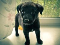 Лот: 1878515. Фото: 2. Щенок, морда породистая. Отдается... Животные и уход