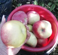 Лот: 16070352. Фото: 5. Саженцы Яблони крупноплодная Орлик...