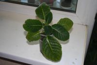 Лот: 4472841. Фото: 3. Глоксиния розовая махровая (с... Растения и животные