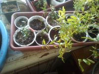 Лот: 11924740. Фото: 6. мирт 4