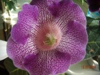 Лот: 5737741. Фото: 2. Глоксиния светло-фиолетовая тигрина... Комнатные растения и уход