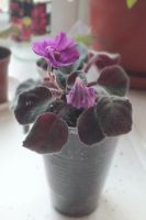 Лот: 4006498. Фото: 2. Фиалка бордовая детка. Комнатные растения и уход