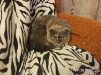 Лот: 10043394. Фото: 7. Отдам в хорошие руки Шотландскую...
