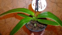 Лот: 5300978. Фото: 5. орхидея Paphiopedilum (пафик-тапок...