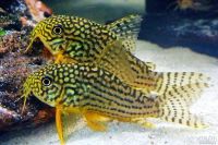 Лот: 15986243. Фото: 2. Сомик Штерба Коридорас (Corydoras... Аквариумистика