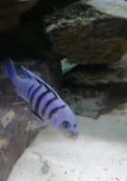 Лот: 15889996. Фото: 2. Цинотиляпия "Галлерея Риф" (Cynotilapia... Аквариумистика