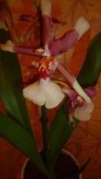 Лот: 6392282. Фото: 5. орхидея (камбрия) отцветает