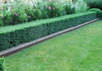 Лот: 9277036. Фото: 6. Кизильник черноплодный,саженцы...