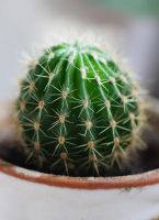 Лот: 3468115. Фото: 2. Кактус. Комнатные растения и уход