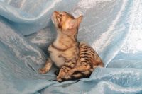 Лот: 4324922. Фото: 5. Отдам бенгальского кота на условиях