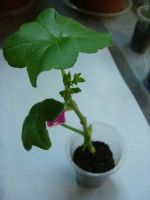 Лот: 4878109. Фото: 3. Пеларгония плющелистная Pac Lilac. Растения и животные