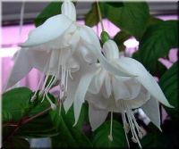 Лот: 4040434. Фото: 2. Фуксия махровая White King. Комнатные растения и уход