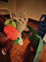 Лот: 11018163. Фото: 3. Котенок Британец. Растения и животные