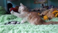 Лот: 11925634. Фото: 5. Мейн-кун котенок